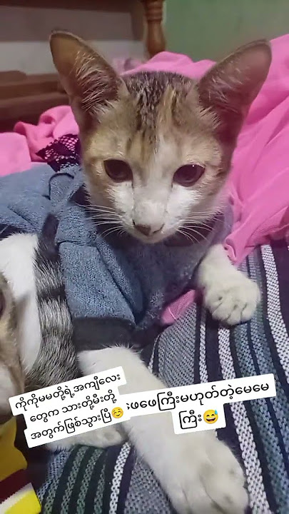 💙💙#cat #cuteanimal #catshorts #cutecat #cute #prettyfunny #cutepet #kitten