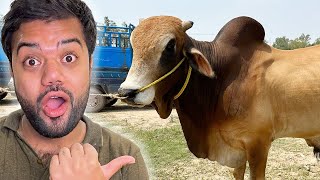 Cow Le Li ?? | Mandi Se Kitne Ka Liya  ?