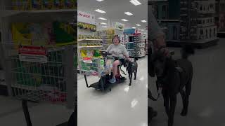 Labradoodle service dog with electric cart heels in Target