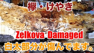 白太部分が傷んでます。・Big Zelkova damaged zelkova