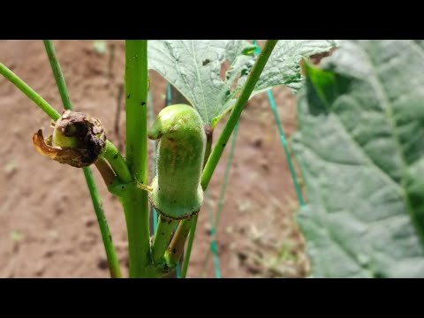 Video: Mga Batik sa Dahon ng Okra - Ano ang Nagiging sanhi ng Okra na May Mga Batik ng Dahon