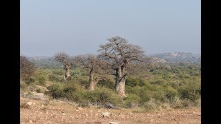 Botswana's Botanical Big 5