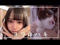 【踊】ヨワネハキ かわいい愛猫とコラボ #Shorts