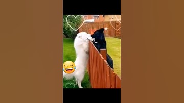 KOK BISA GINI YA😂 #shorts #lucu #videobikinketawa #kocak #gokil #ketawa #tiktok #videolucu