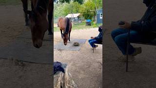 Picnic With A Horse Squirrel