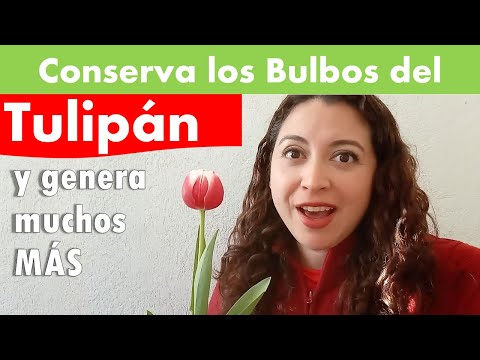 Video: Período de enfriamiento de los bulbos: consejos para enfriar los bulbos de flores