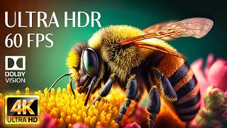 SUPER MACRO - 4K HDR 60fps Dolby Vision with Animal Sounds & Relaxing Music (Colorful Dynamic)