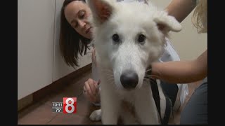 Connecticut veterinarians warning dog owners of new canine flu