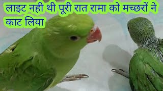 रामा को मच्छरों ने काट लिया गर्मी ने हालत खराब कर दी #myfirstvlog #Annukirasoivlog #parrotvlog #vlog