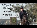 Trying a New Horse?! Here are 3 Tips