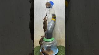 Best Mouse Trap Idea/Good Rat Trap At Home #Rattrap #Mousetrap2022 #Mousetrap