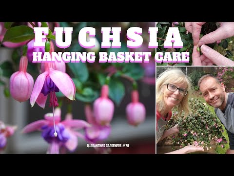 Video: Keracunan Tanaman Fuchsia - Bisakah Anda Makan Bunga atau Buah Fuchsia?