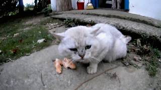 кот чихает, cat sneezes