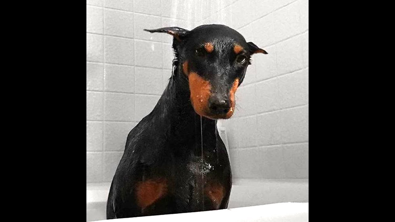 [SOLD] Indie x Crystal Castles x Synth Punk Type Beat (prod. ERLAX)