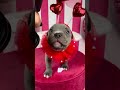 My Pitbull puppy's first Valentine's Day! 💘#pitbullpuppy#valentinesday2026#dogcostume#shorts