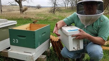 Moving a Nucleus Colony into a 10 Frame Box