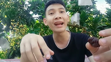 Vải thiều sấy khô Bắc Giang,sự thật mà không phải người bán vải nào cũng muốn nói.