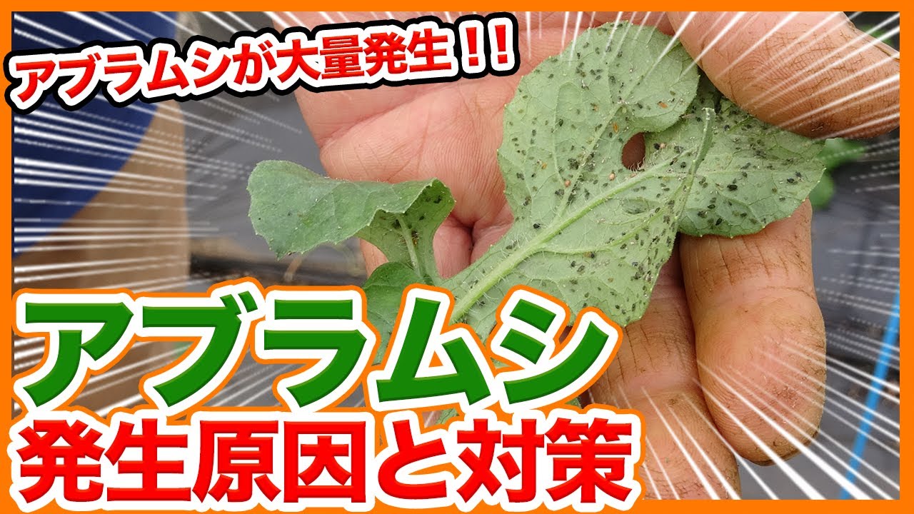 アブラムシ に 強い 野菜