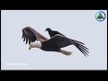 Free Ride: A Crow Catches a Lift on the Back of a Bald Eagle