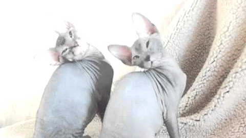 Video 1383931: don sphynx kitten, beautiful sphynx kitten, tabby female, black tabby, beautiful hairless