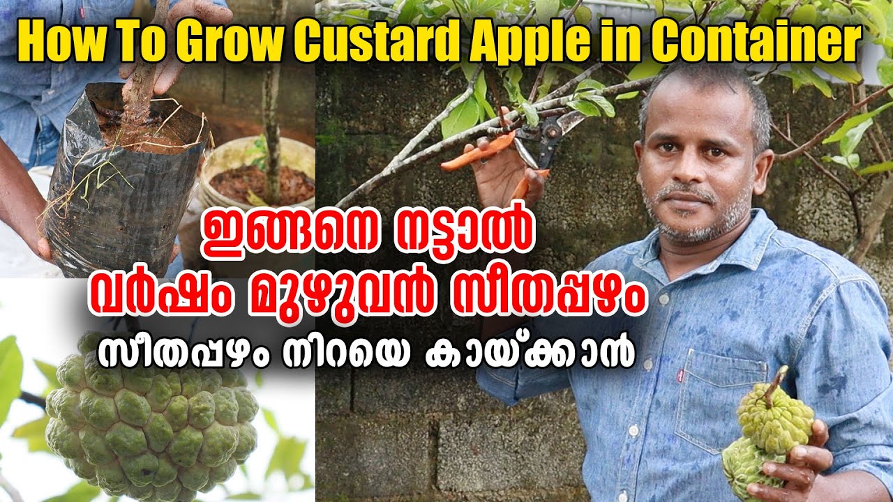 ഇങ്ങനെ നട്ടാൽ വർഷം മുഴുവൻ സീതപ്പഴം | How To Grow Custard Apple in Container | Shibhu Bharathan