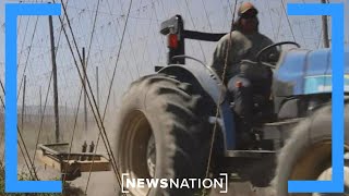 Farmers say Trump's trade agenda is killing sales | Morning in America