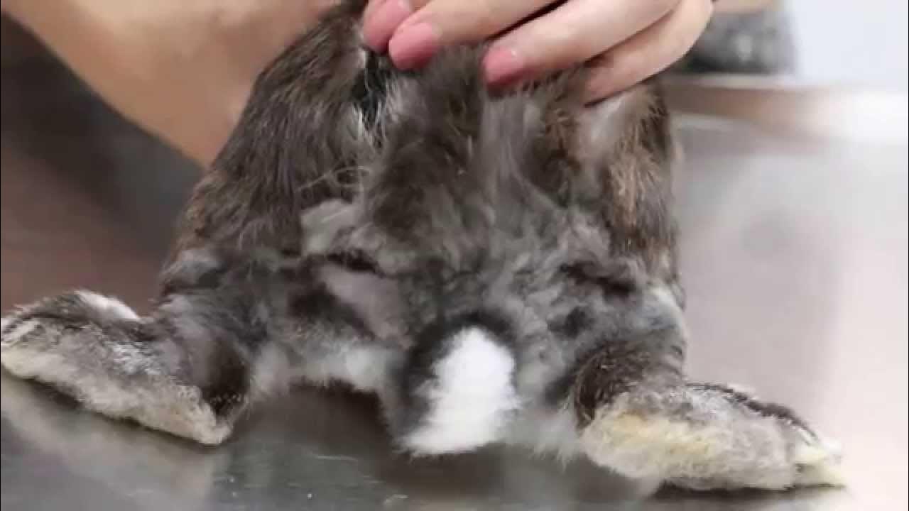 A yawning rabbit has backside wounds YouTube
