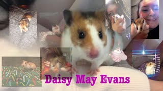 Rest In Peace Daisy May 🐹❤️