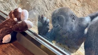 Baby gorilla Sumomo meets a stuffed gorilla What's her reaction? | Gorilla Haoko Family