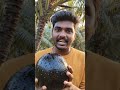 AI ஆல் உருவாக்கப்பட்ட கருப்பு இளநீர்.🌴🌴🌴🥥🌴🌴🌴 #ai ,#coconut , #farming , #nature