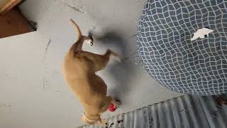 Dogs at Play:Paige by Unleashed DDC MT 39 views 3 months ago 13 seconds