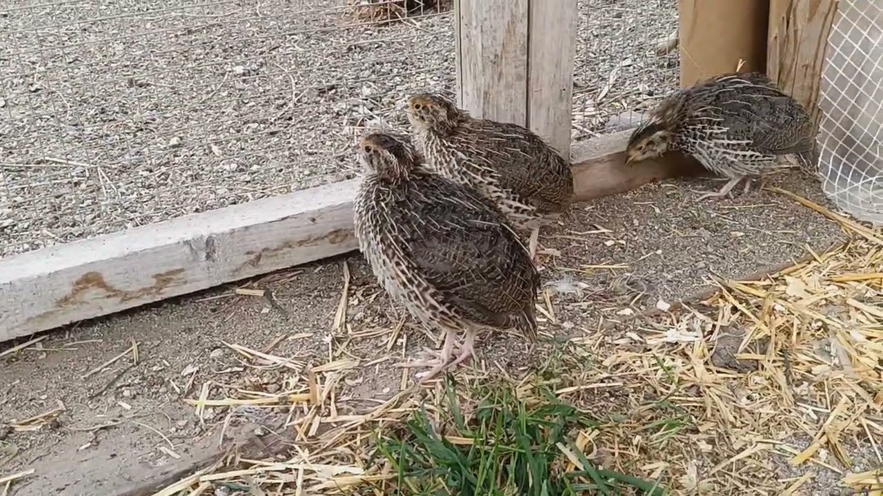 quail brooder to flight pen