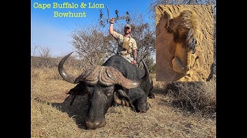 Lion & Cape Buffalo Bowhunt