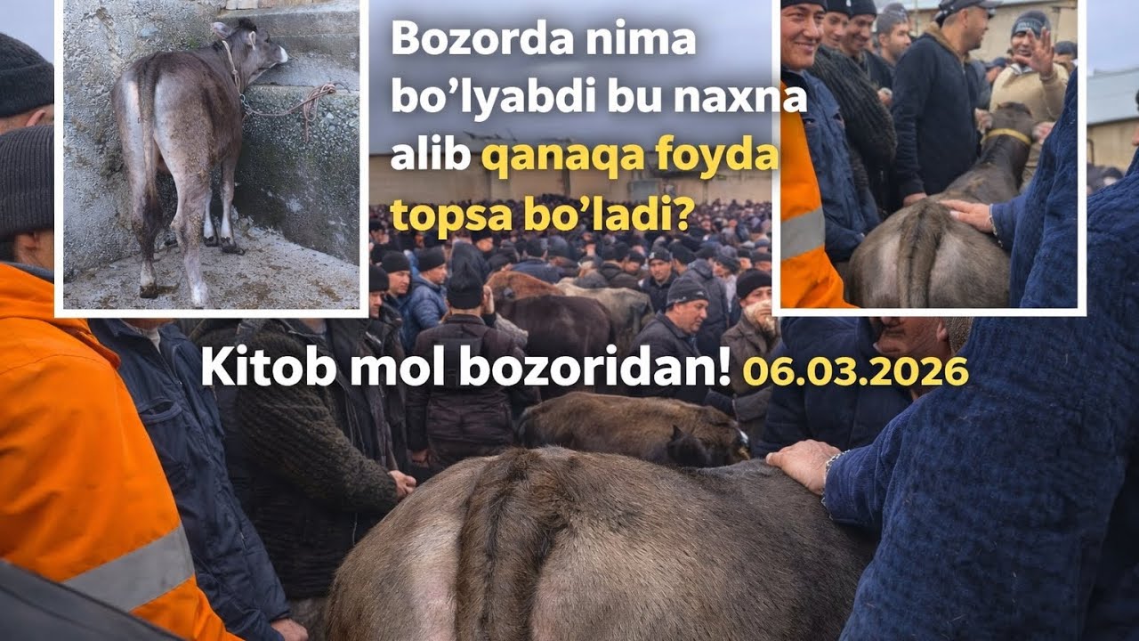 Bu narxlarni ko‘ring nega go‘sht 🥩 qimmat bilasiz. Kitob mol bozori 