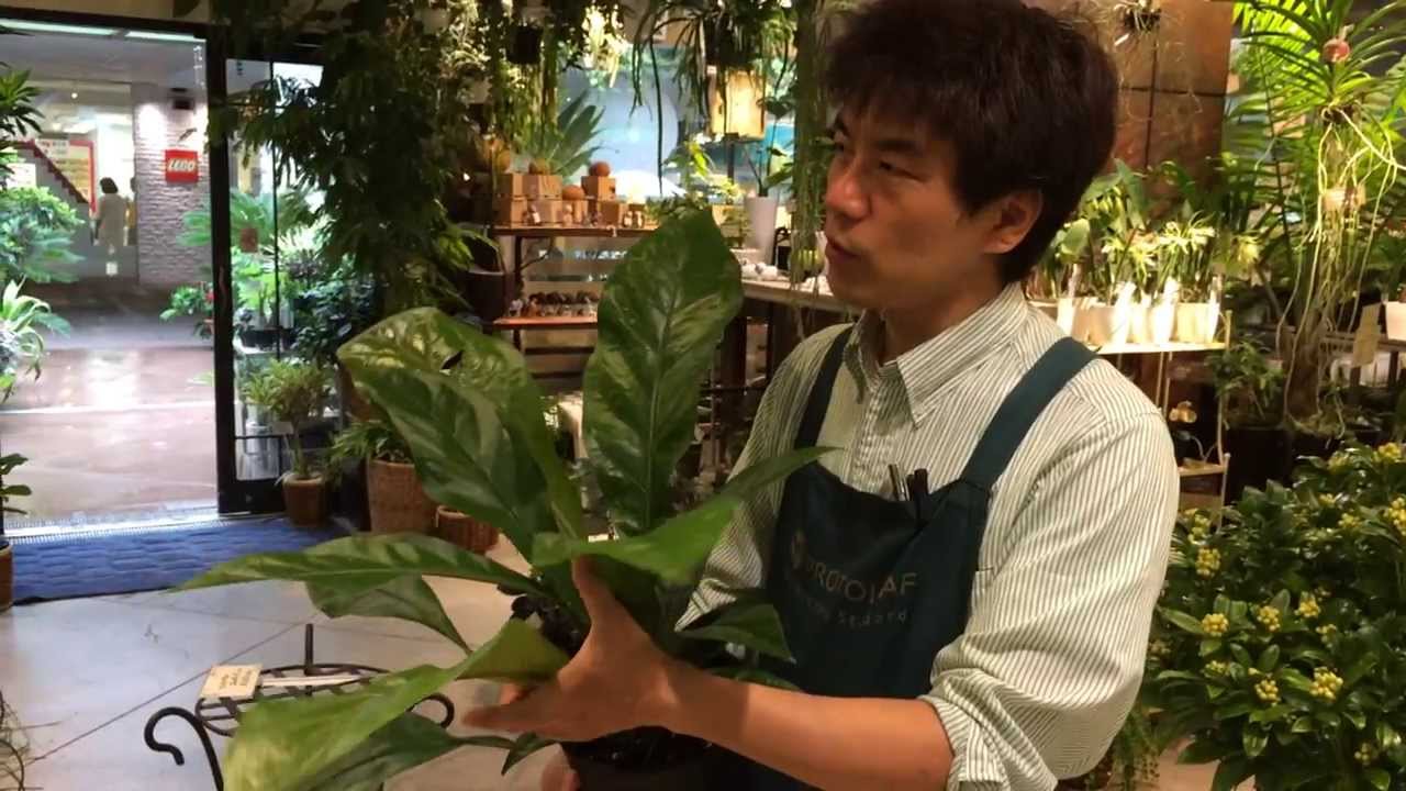 アンスリウム ジャングルブッシュの育て方・日常管理 - YouTube