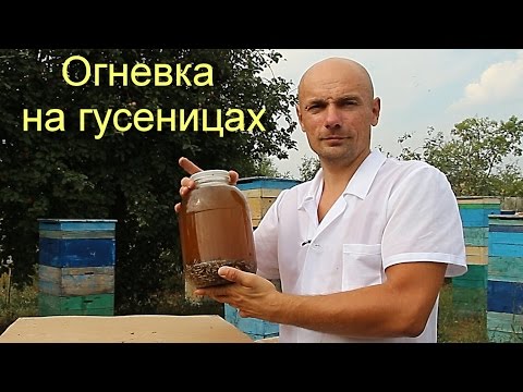 Восковая моль или огневка пчелиная.