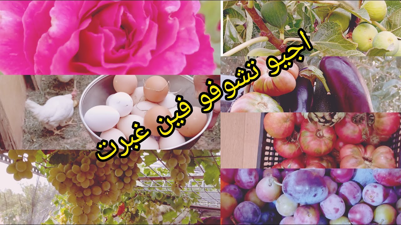 Mi pequeño huerto. جولة في مزرعتي الصغيرة