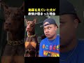 動画を見ていた犬が急に表情が固まった理由