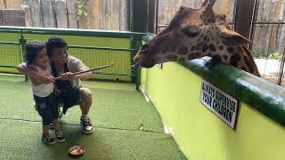 Kyle Giraffe Feeding