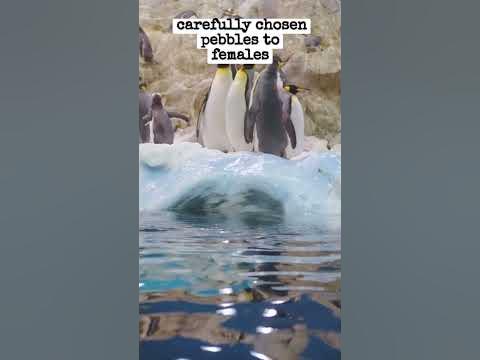 penguins propose with pebble - YouTube