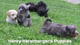 Henry Hershberger's Havapoo Puppies by Mt Hope Puppies 8 views 10 hours ago 54 seconds