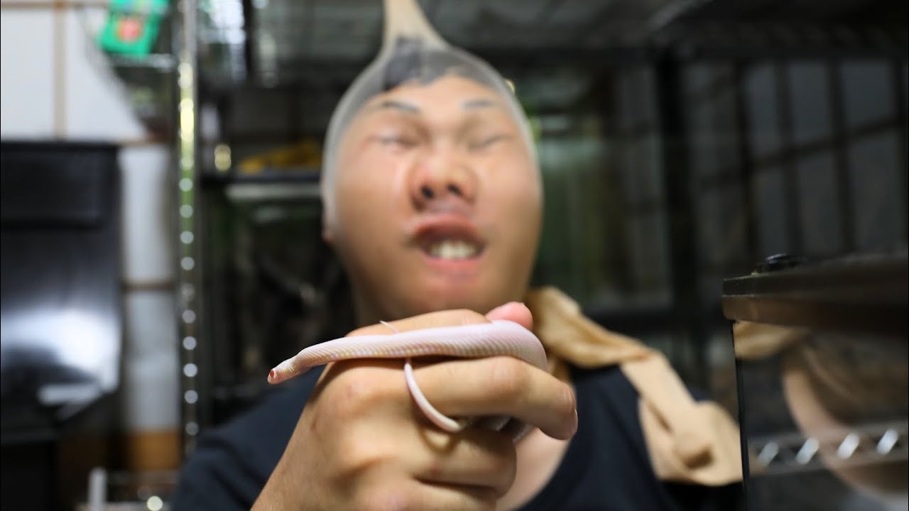 I will explain how to keep snakes - YouTube