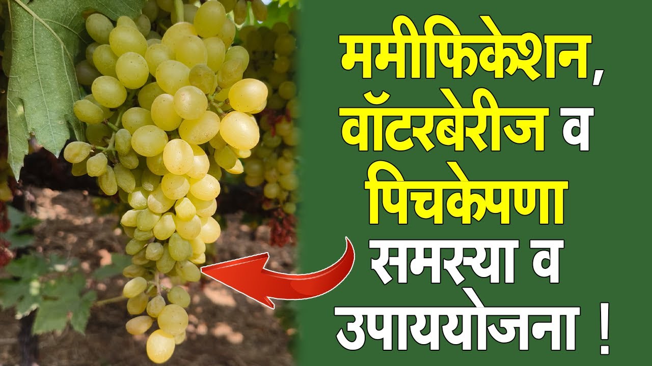 #ममीफिकेशन,#वॉटरबेरीज व#पिचकेपणा समस्या व उपाययोजना!।#Doctor_Kisan#grape#farm#slurry#द्राक्ष#market।