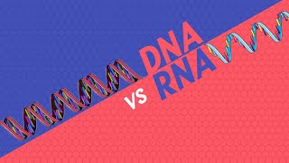 Che cosa hanno in comune il DNA è RNA?