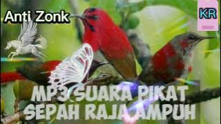 suara pikat sepah raja,,, pasti pada turun nempel