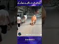 Crazy Bulls Drag Motorcycle Through Karachi Streets! 😂🏍️🐂