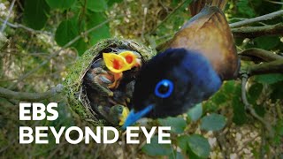 Download Lagu Anak Burung di Sarang Burung Penangkap Lalat Surga Hitam MP3