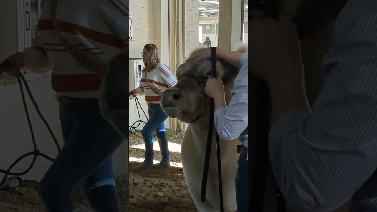 Happy cow head scratches!