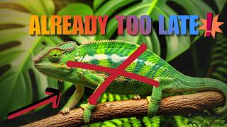 Why Chameleons Die So Fast in Captivity