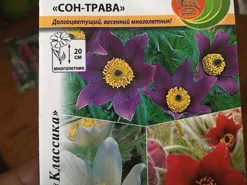 ПРОСТРЕЛ СОН - ТРАВА . ПОСЕВ И ВЫРАЩИВАНИЕ